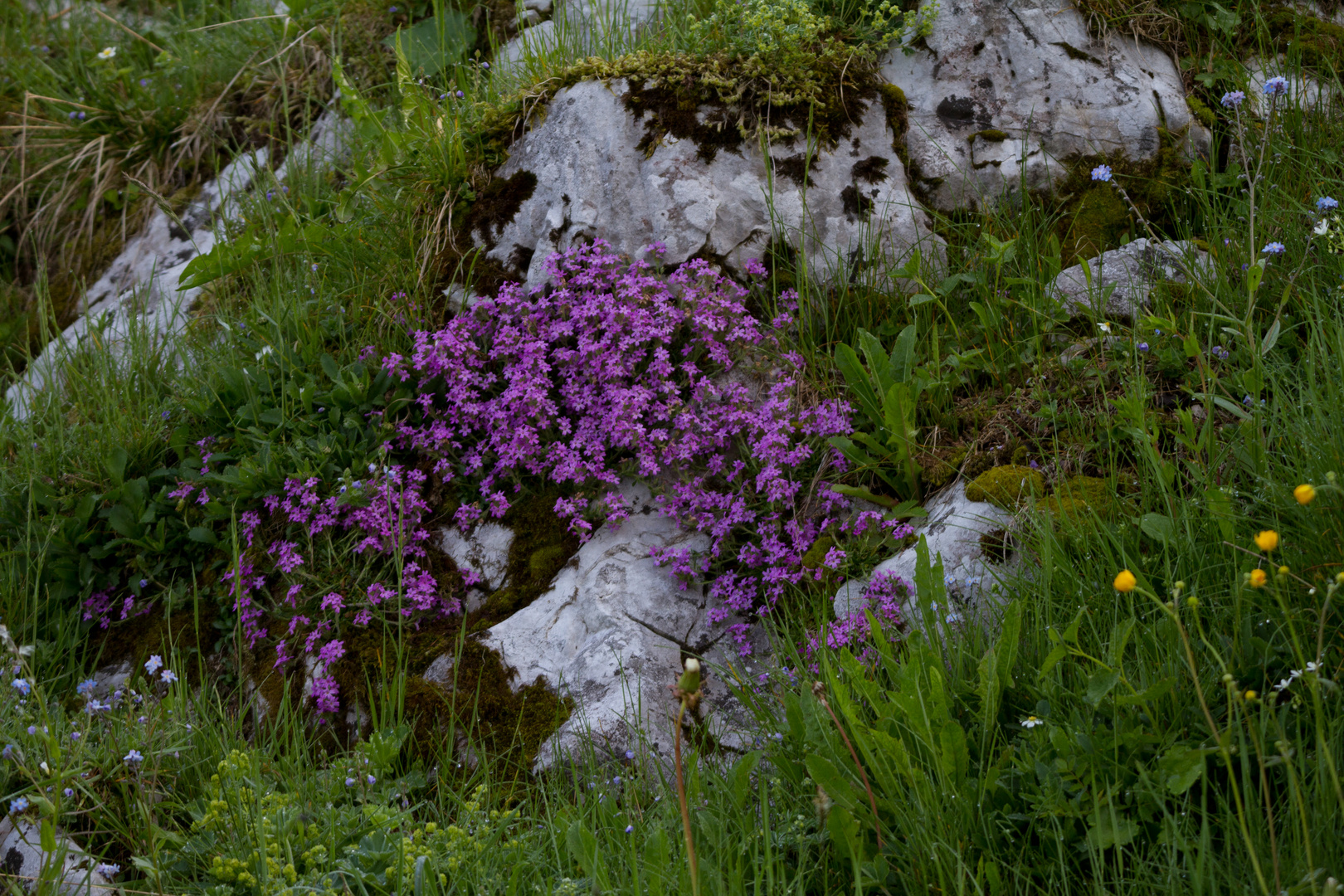 Sommerfreude