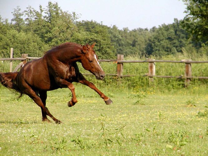 Sommerfreude......das nennt man Bergaufgalopp!!!!