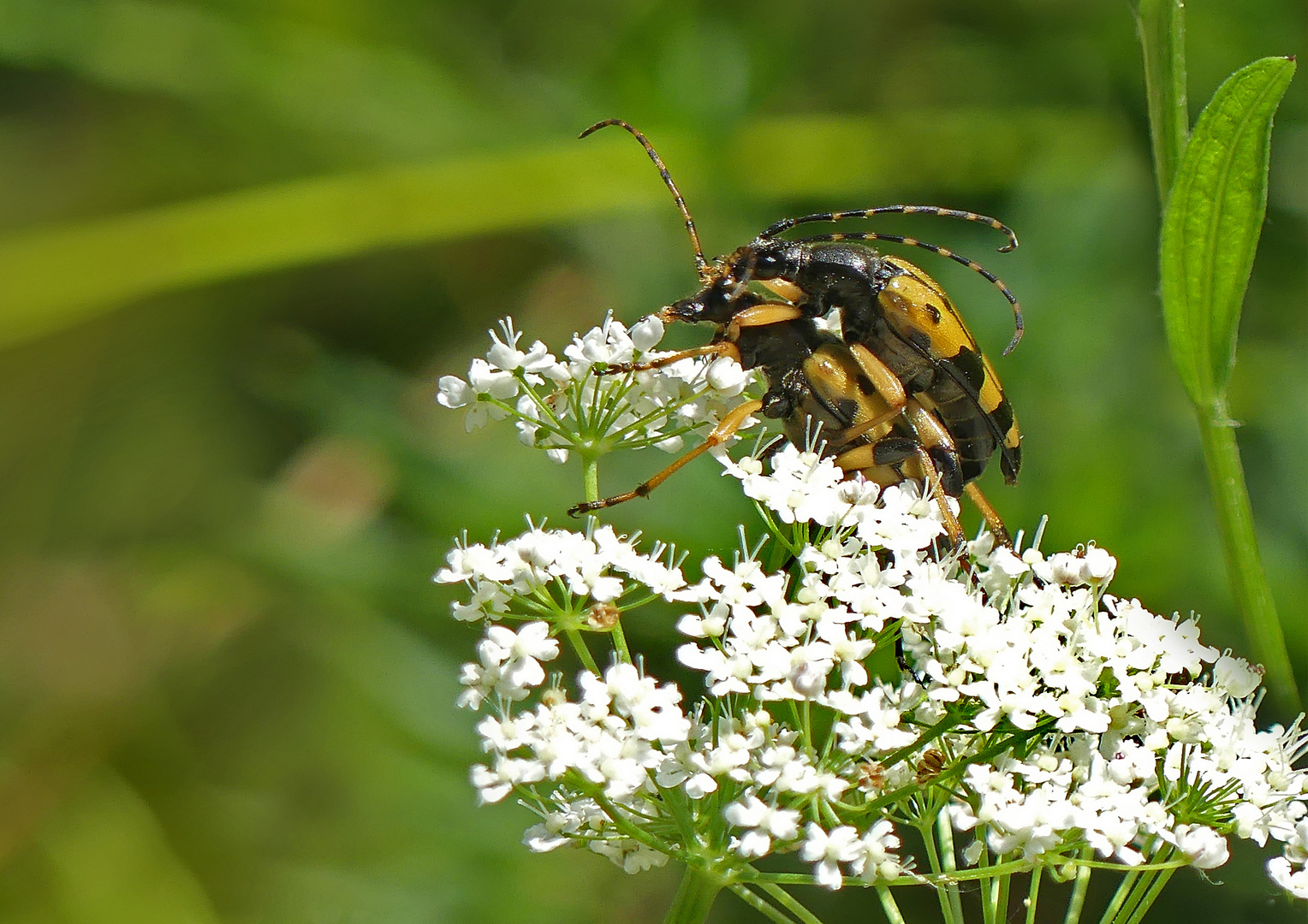 Sommerfreuden