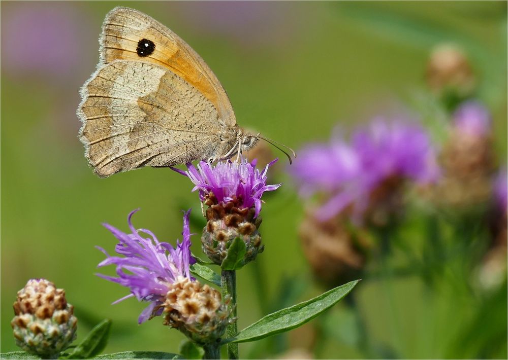 SommerFreuden