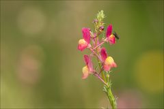 Sommerfreuden