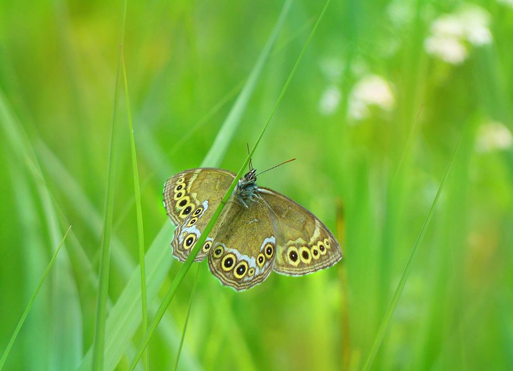 Sommerfreuden