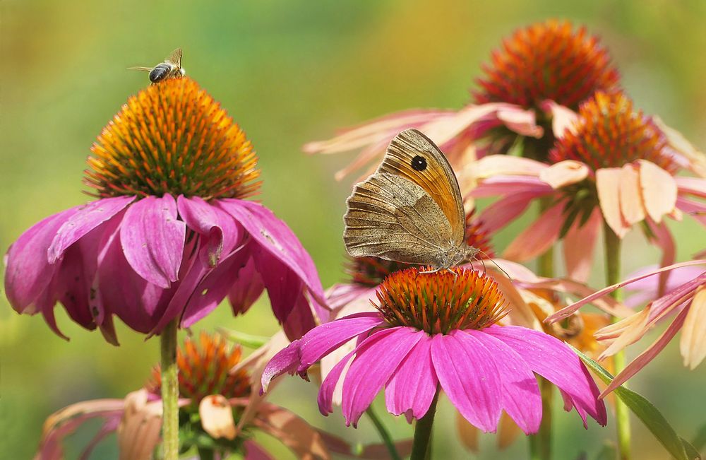 Sommerfreuden