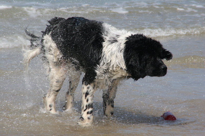 Sommerfreuden