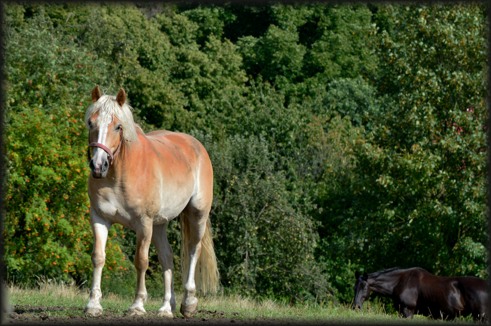 Sommerfreuden...