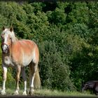 Sommerfreuden...