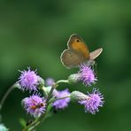 Sommerfreuden