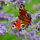 Sommerfreuden auf Lavendel 