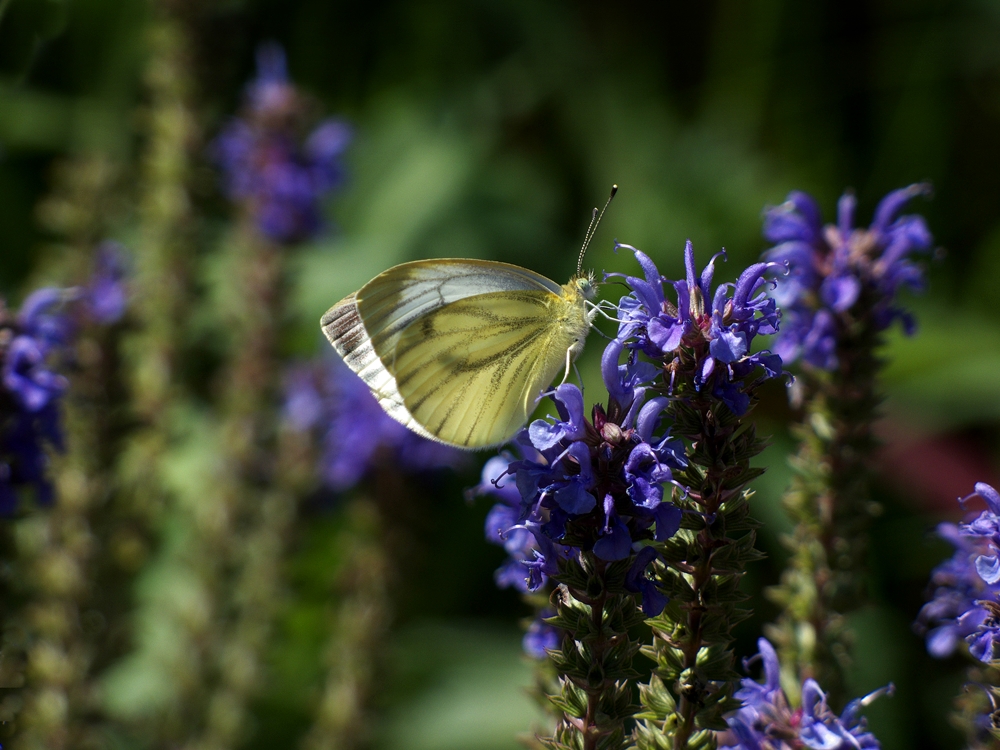 Sommerfreuden