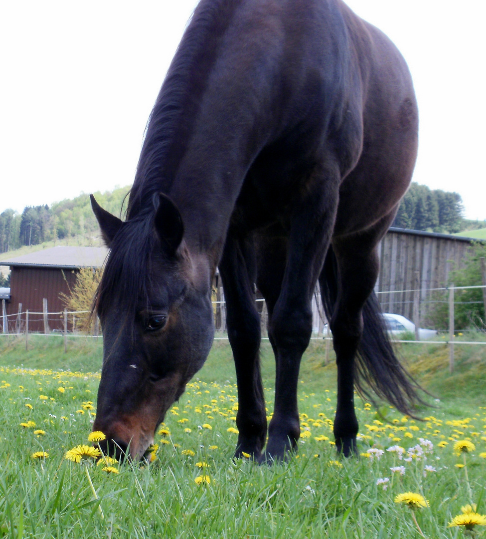 Sommerfreuden bearbeitet...