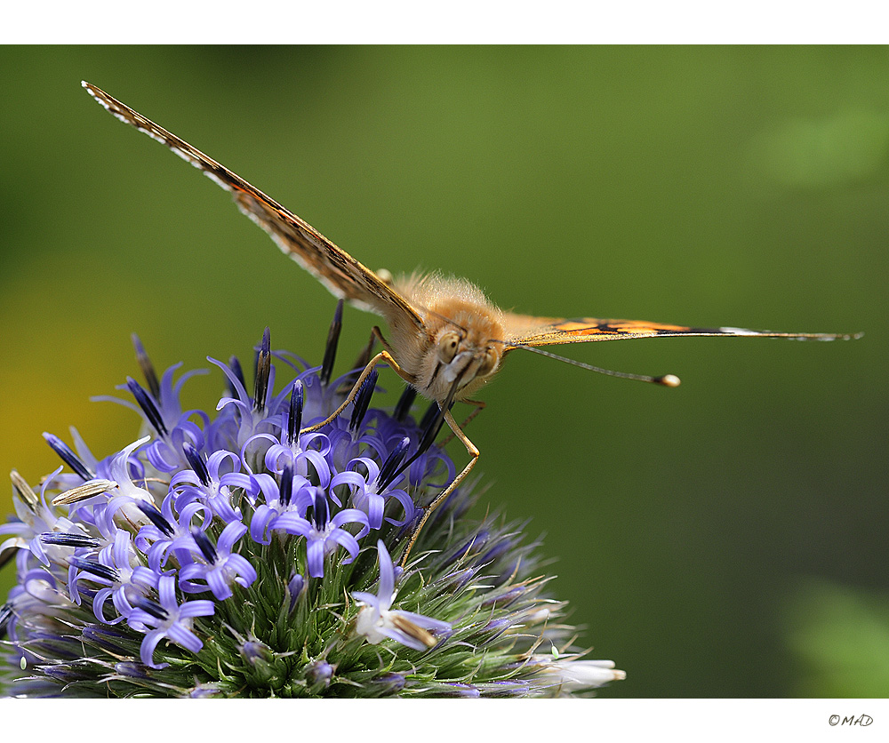 Sommerfreuden