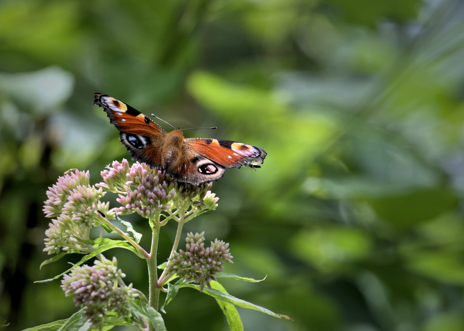 Sommerfreuden