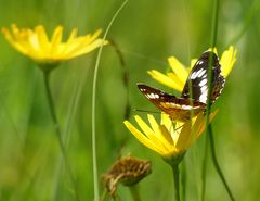 Sommerfreuden