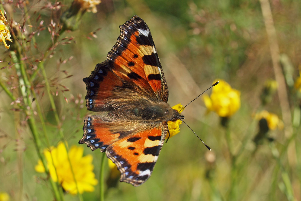 Sommerfreuden II