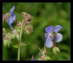 - Sommerfrische -