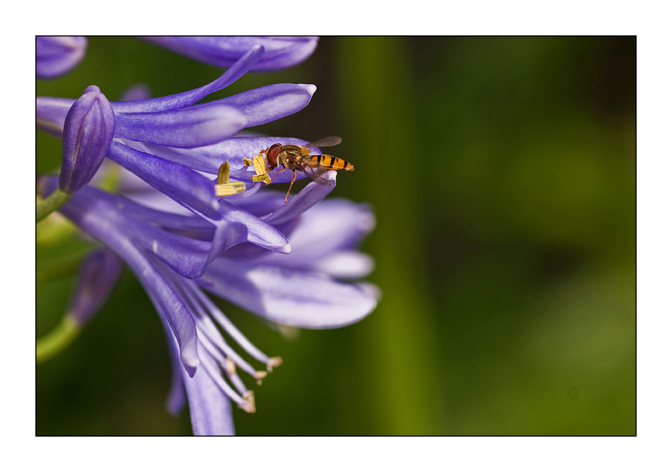 Sommerfrische