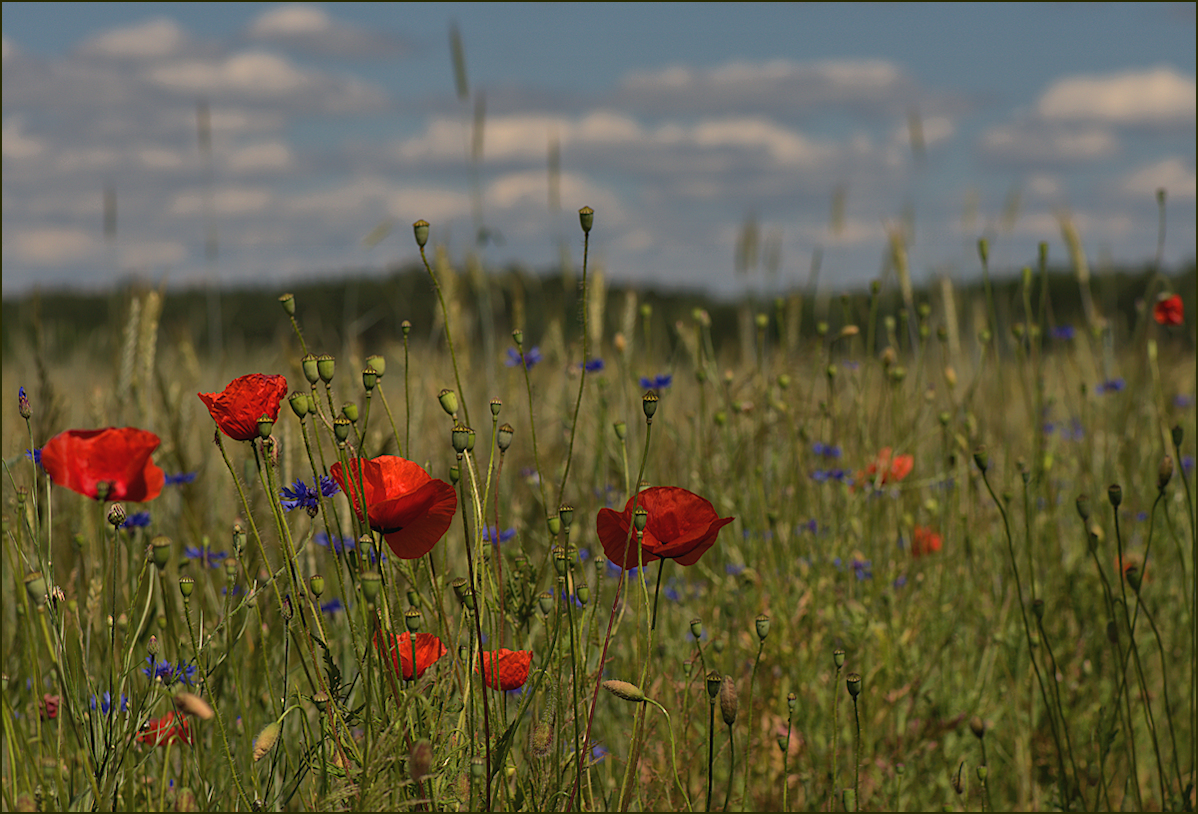 Sommerfrische