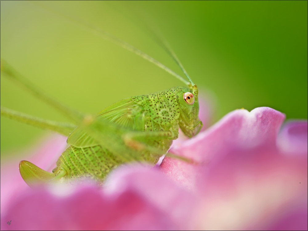 sommerfrische