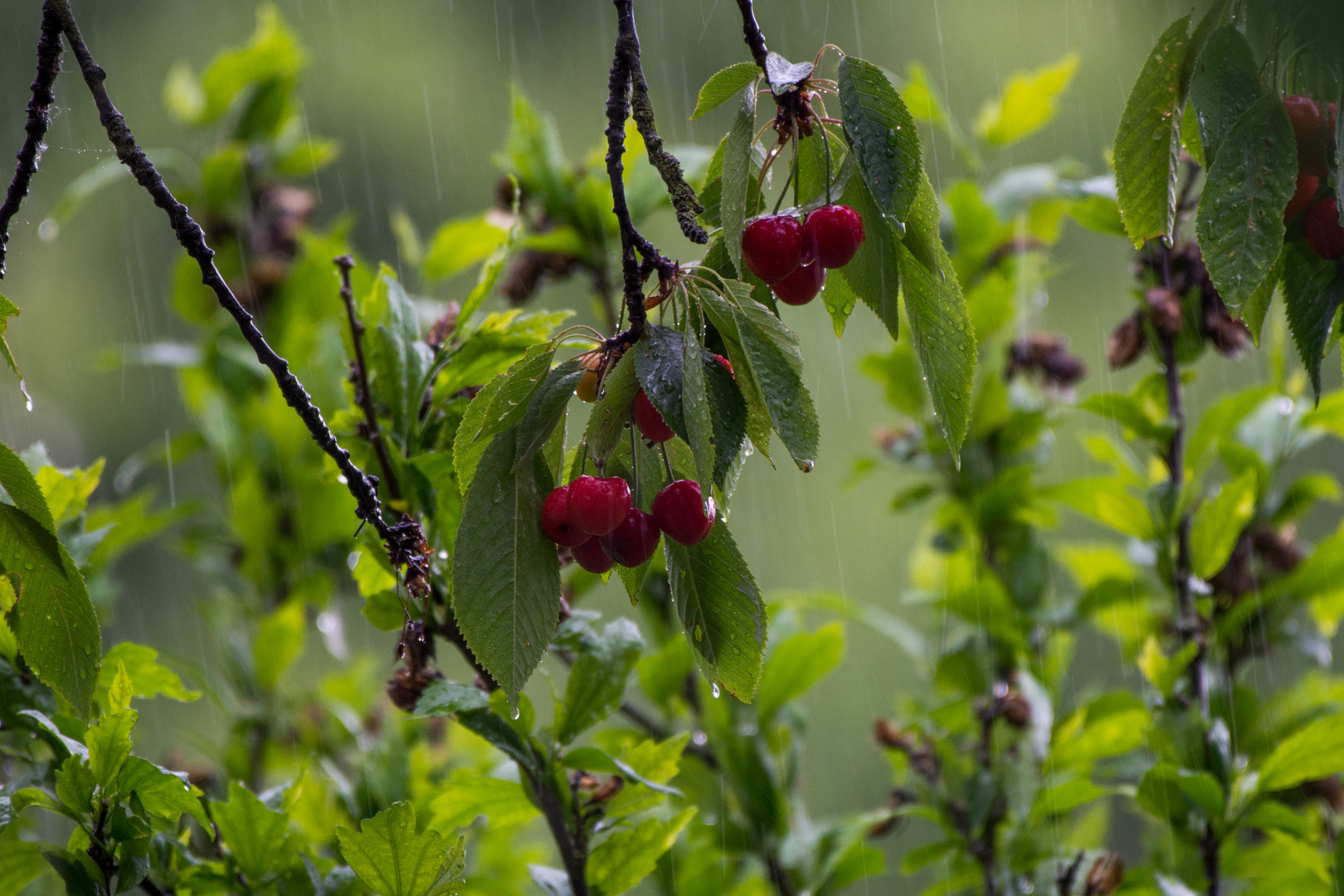 sommerfrische