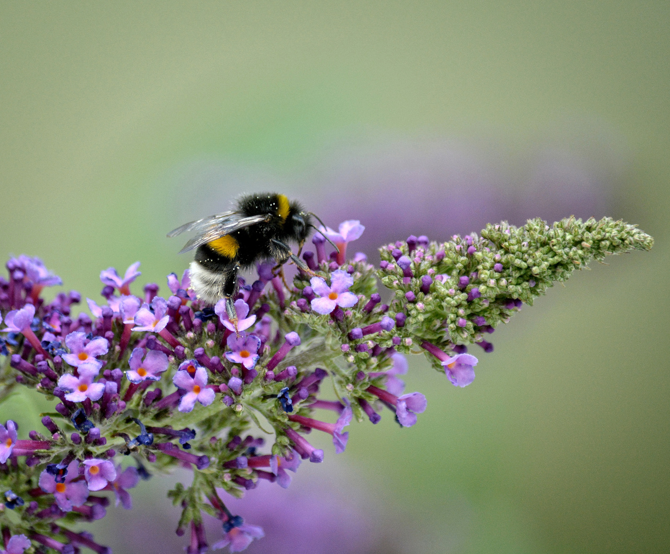 Sommerfrische