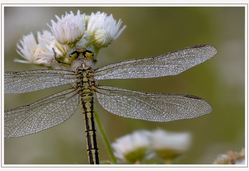 - Sommerfrische -