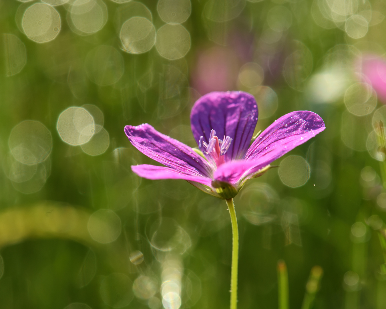 Sommerfrische