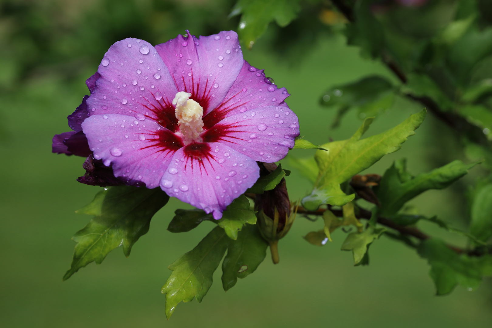Sommerfrische... Foto &amp; Bild | spezial, wasser, makro Bilder auf ...
