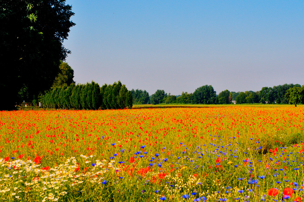 Sommerfrische