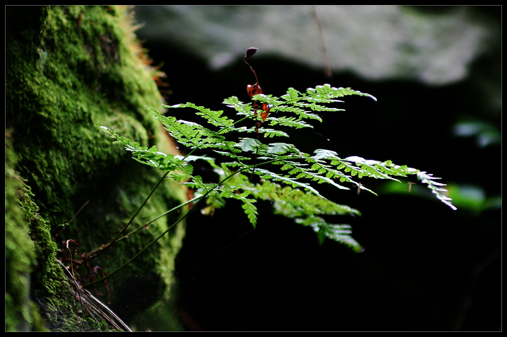 ...Sommerfrische.....