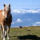 Sommerfrische am Berg