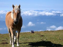 Sommerfrische am Berg