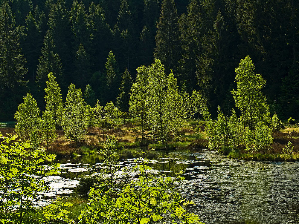 Sommerfrische am Buhlbachsee