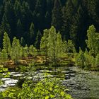 Sommerfrische am Buhlbachsee