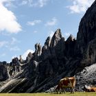 Sommerfrische auf dem Würzjoch