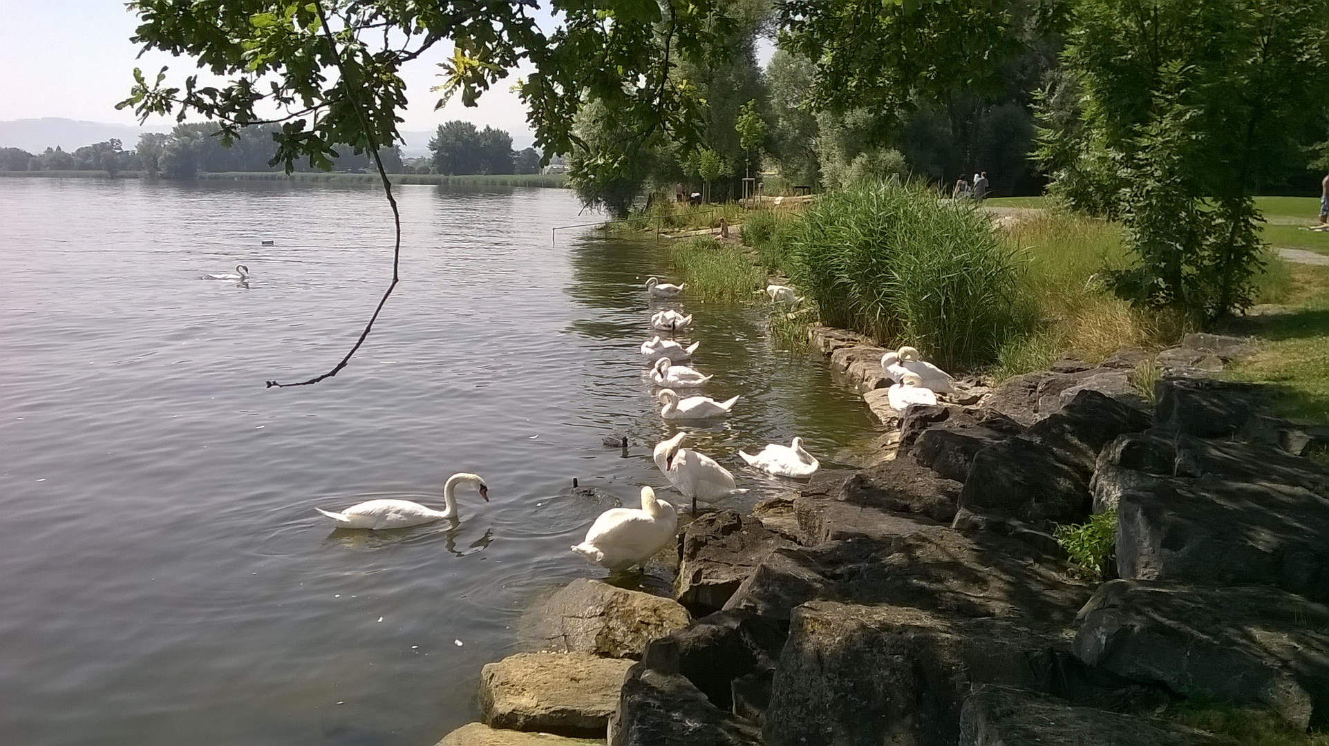 sommerfrische der schwäne