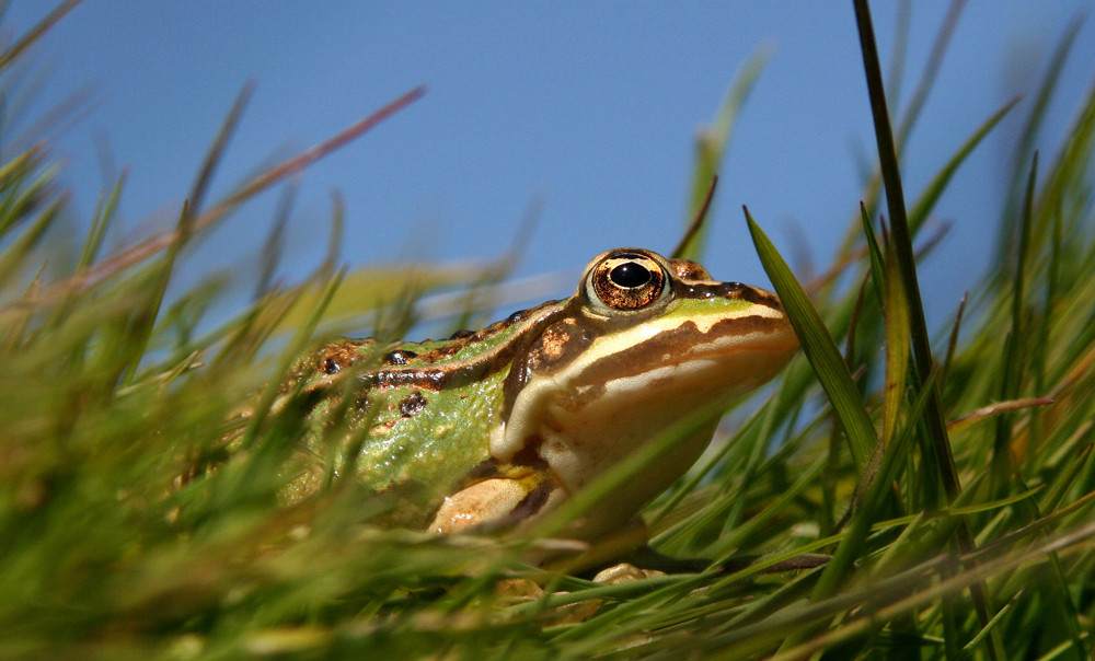 Sommerfrosch