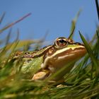 Sommerfrosch