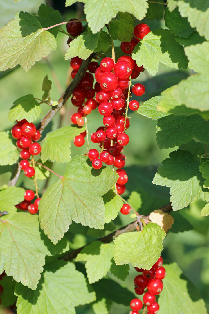 Sommerfrüchte