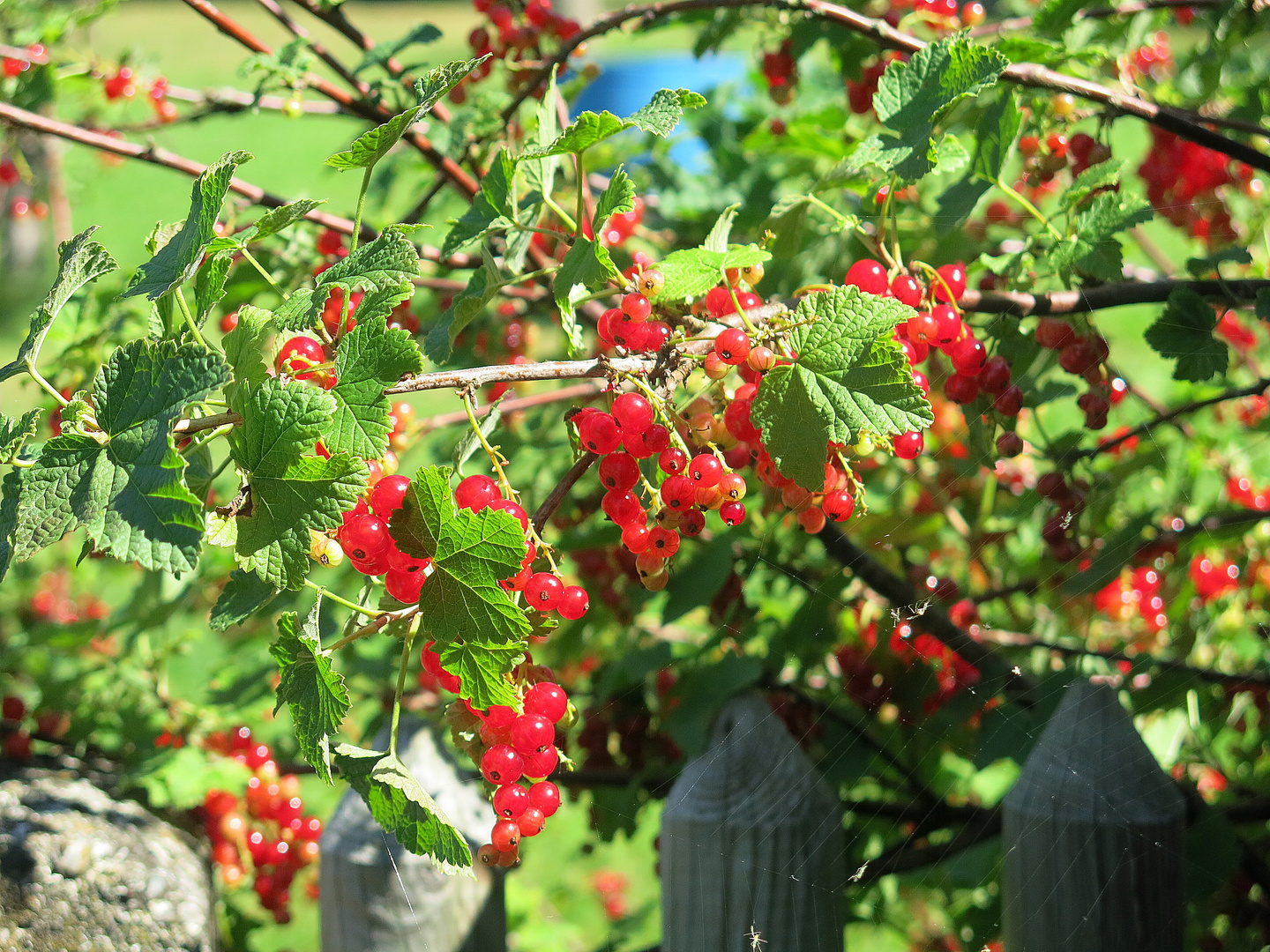 sommerfrüchte