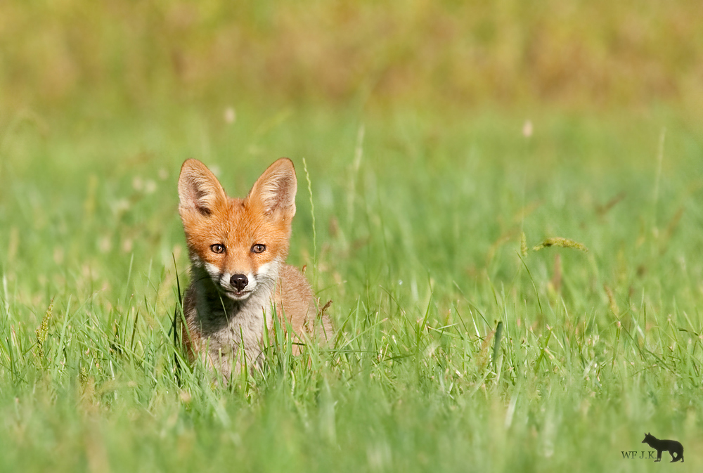 ~Sommerfuchs~