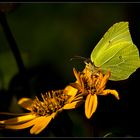 Sommergarten