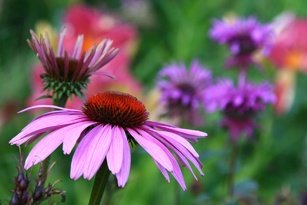 Sommergarten (1)