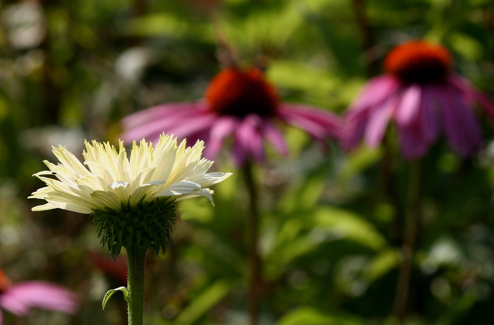 Sommergarten (2)