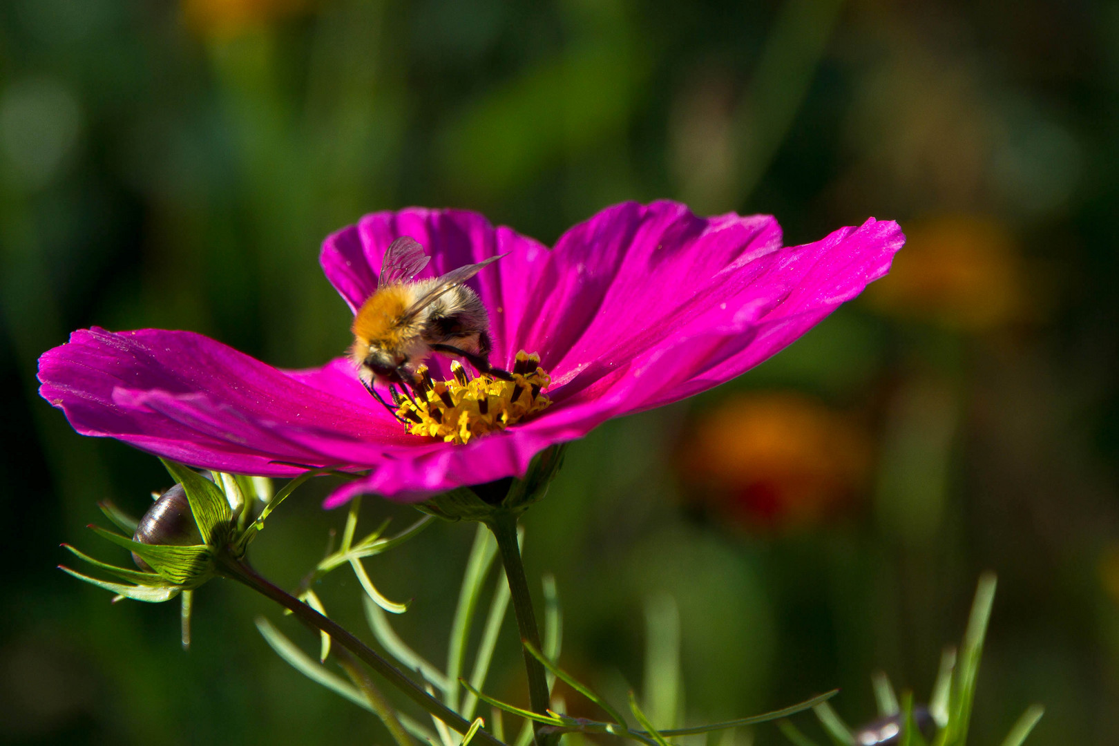 Sommergarten