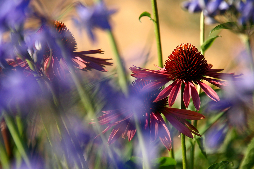 Sommergarten (3)