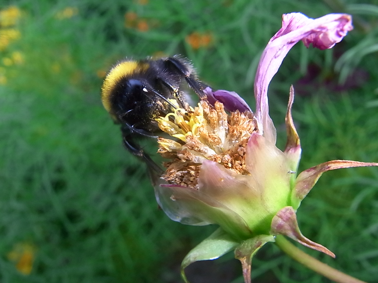 Sommergarten