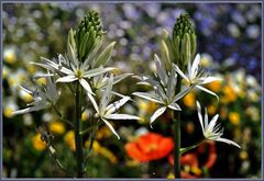 ~ Sommergarten ~