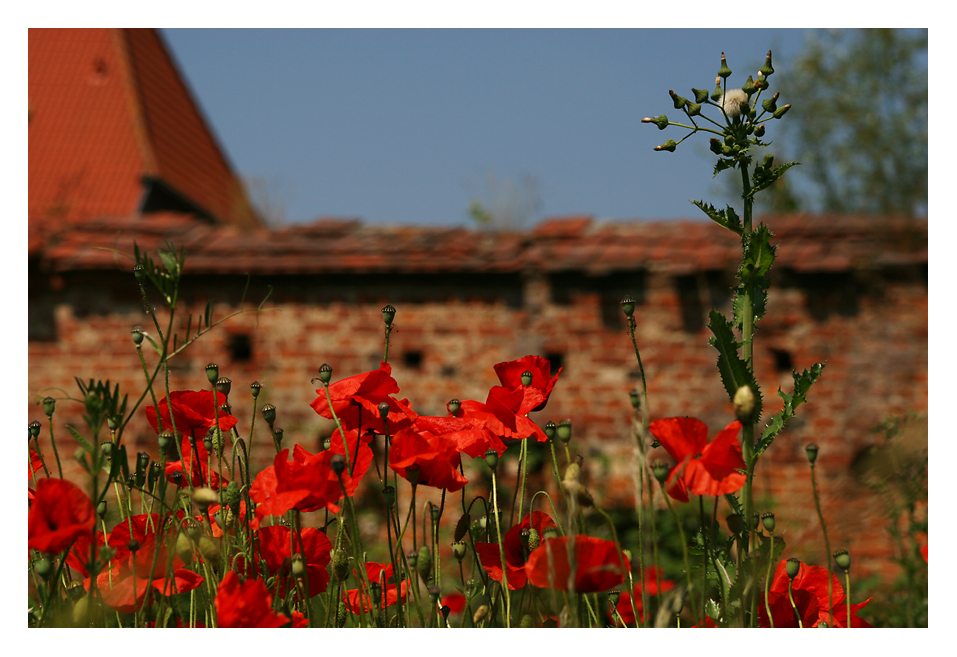 Sommergarten