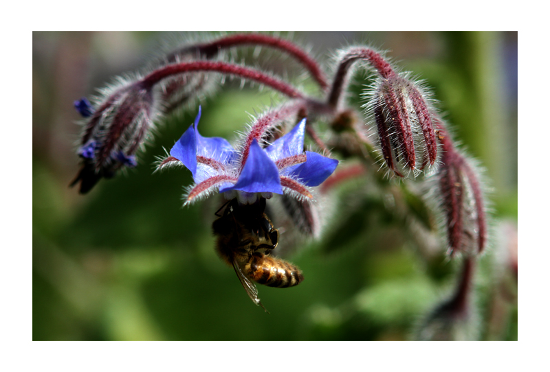 Sommergarten