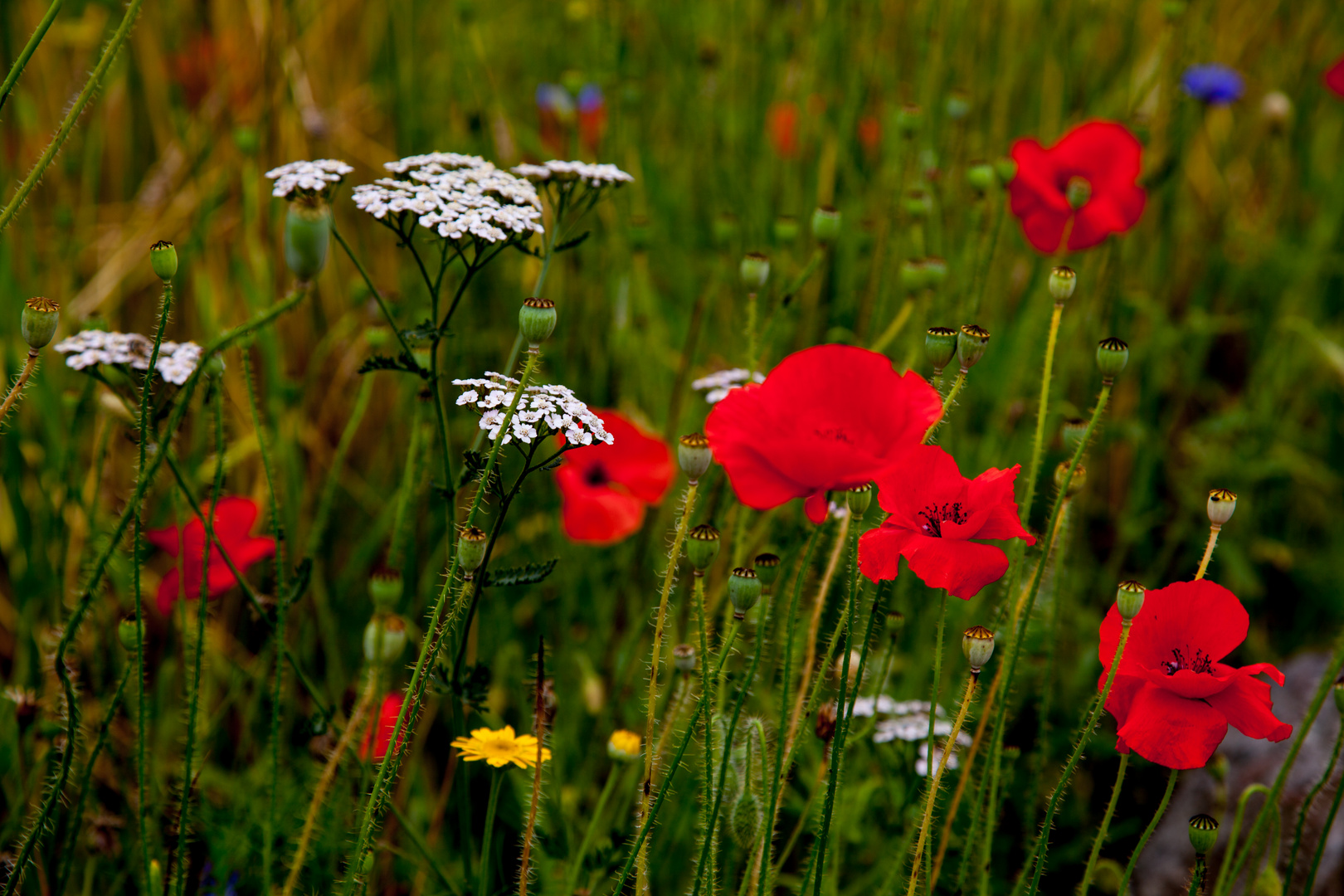 Sommergarten